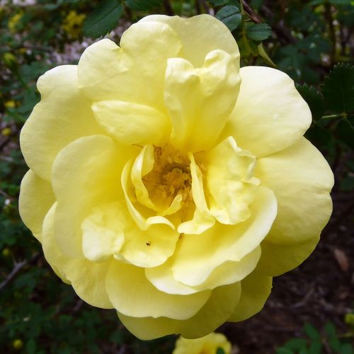 E-commerce, vendita, rose, in, vaso rose antiche - giallo - Rosa Rosa Harisonii - rosa dal profumo discreto - George Folliott Harison - Può essere coltivata come un grande arbusto. I suoi germogli marroni sono inarcati e sono coperti da fiori semi-raddopp